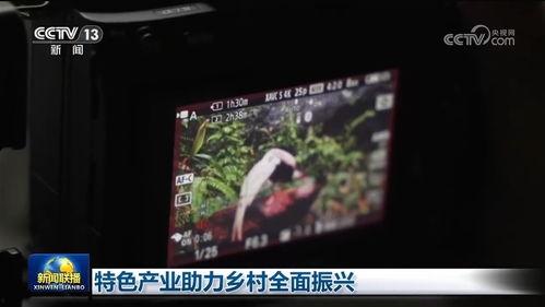 国产福利视频一区二区,精彩纷呈，带你领略国产影视魅力